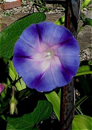 morning glory