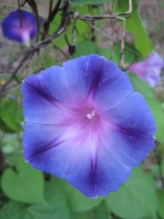 morning glory blue closeup