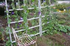 garden vignette, arbor, morning glories