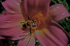 bee on Hemerocallis 'Mulberry Ripple'