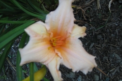 Hemerocallis 'Mulberry Ruffle' closeup