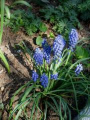 Muscari armeniacum grape hyacinth
