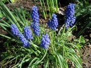 Muscari armeniacum grape hyacinth