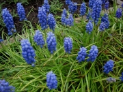 Muscari armeniacum grape hyacinth