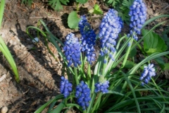 Muscari armeniacum grape hyacinth
