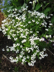 Myosotis sylvatica white form