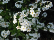 Myosotis sylvatica white form