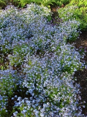 Myosotis sylvatica blue form