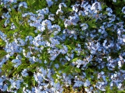 Myosotis sylvatica blue form