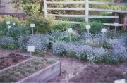 Myosotis sylvatica blue form in May