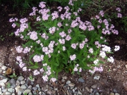 Myosotis sylvatica forget-me-not, pink form