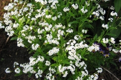 Myosotis sylvatica white form