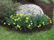 Narcissus 'Rip Van Winkle'