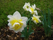 Narcissus