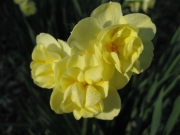 Narcissus