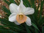 Narcissus