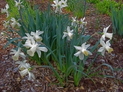Narcissus