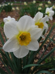 Narcissus