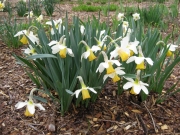 Narcissus