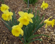 Narcissus