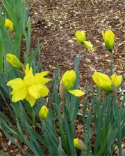 Narcissus