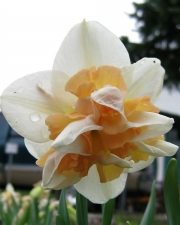 Narcissus