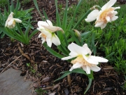 Narcissus