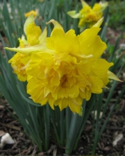 Narcissus