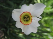 Narcissus