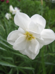 Narcissus