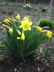 Narcissus Magnet