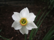 Narcissus Pheasants Eye closeup