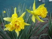 Narcissus Rip Van Winkle