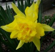 Narcissus Rip Van Winkle
