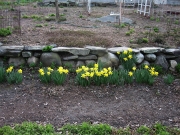 Narcissus RipVanWinkle