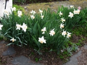 Narcissus Salome