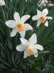 Narcissus Salome closeup