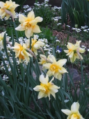 Narcissus Tahiti