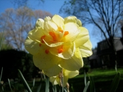 Narcissus Tahiti