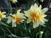 Narcissus Tahiti closeup