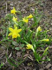 Narcissus Tete-a-tete