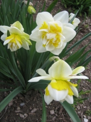 Narcissus White Lion closeup