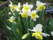 Narcissus White Lion