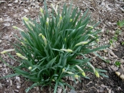 Narcissus in bud generic