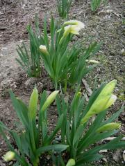 Narcissus in bud generic