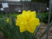 Narcissus Golden Ducat