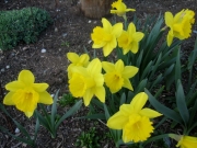 Narcissus King Alfred