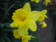 Narcissus King Alfred