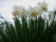 Narcissus Salome