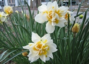 Narcissus Tahiti clump